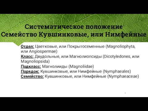 Систематическое положение Семейство Кувшинковые, или Нимфейные Отдел: Цветковые, или Покрытосеменные