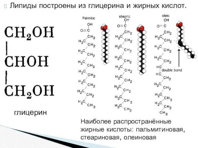 Липиды построены из глицерина и жирных кислот. глицерин Наиболее распространённые жирные кислоты: пальмитиновая, стеариновая, олеиновая