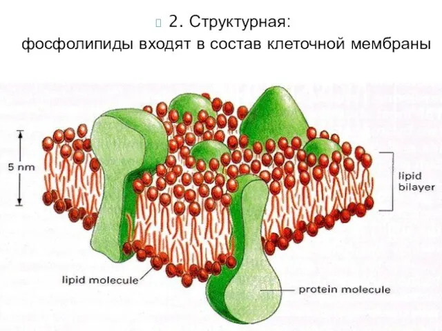 2. Структурная: фосфолипиды входят в состав клеточной мембраны