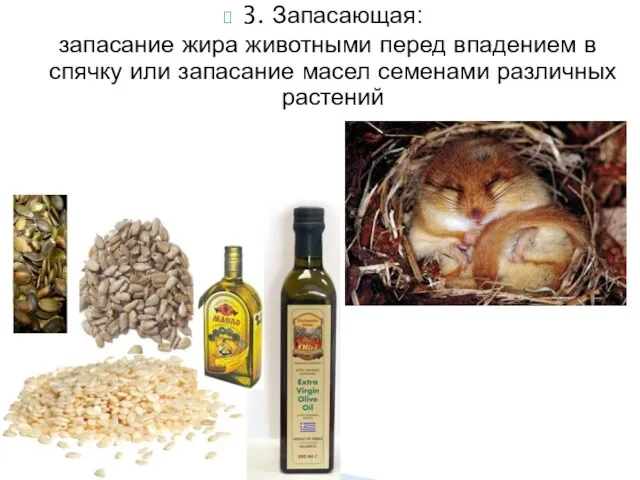 3. Запасающая: запасание жира животными перед впадением в спячку или запасание масел семенами различных растений
