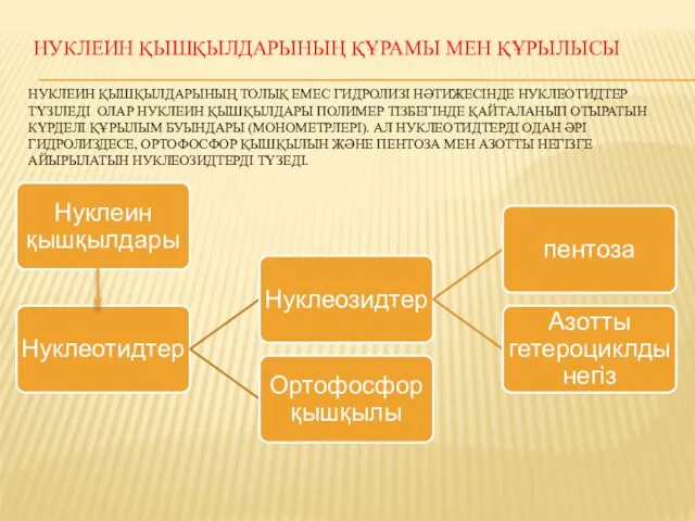 НУКЛЕИН ҚЫШҚЫЛДАРЫНЫҢ ҚҰРАМЫ МЕН ҚҰРЫЛЫСЫ НУКЛЕИН ҚЫШҚЫЛДАРЫНЫҢ ТОЛЫҚ ЕМЕС ГИДРОЛИЗІ