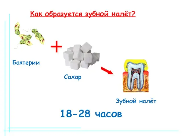 18-28 часов Бактерии Сахар Зубной налёт Как образуется зубной налёт?