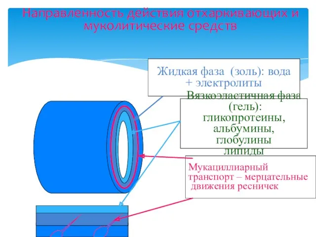 Направленность действия отхаркивающих и муколитические средств Жидкая фаза (золь): вода