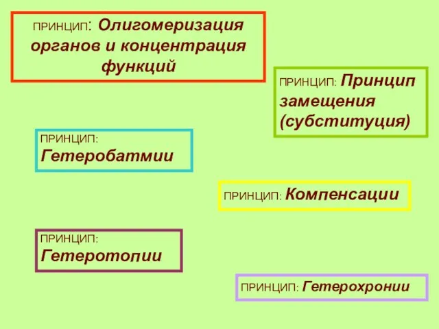 ПРИНЦИП: Олигомеризация органов и концентрация функций ПРИНЦИП: Принцип замещения (субституция)