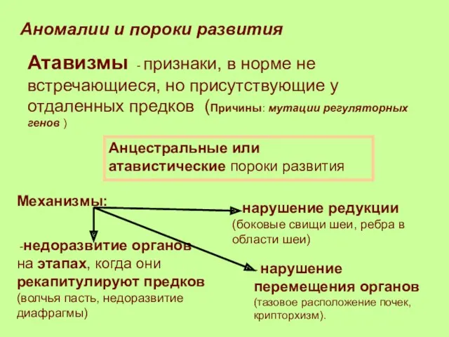 Аномалии и пороки развития Атавизмы - признаки, в норме не