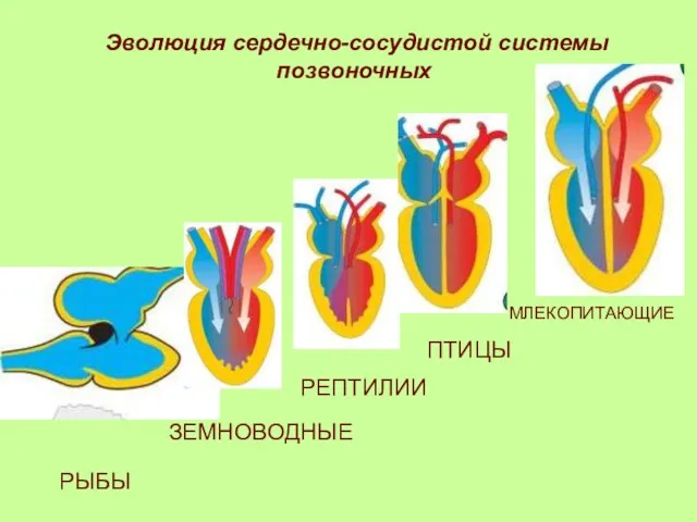 Эволюция сердечно-сосудистой системы позвоночных РЫБЫ ЗЕМНОВОДНЫЕ ПТИЦЫ РЕПТИЛИИ МЛЕКОПИТАЮЩИЕ