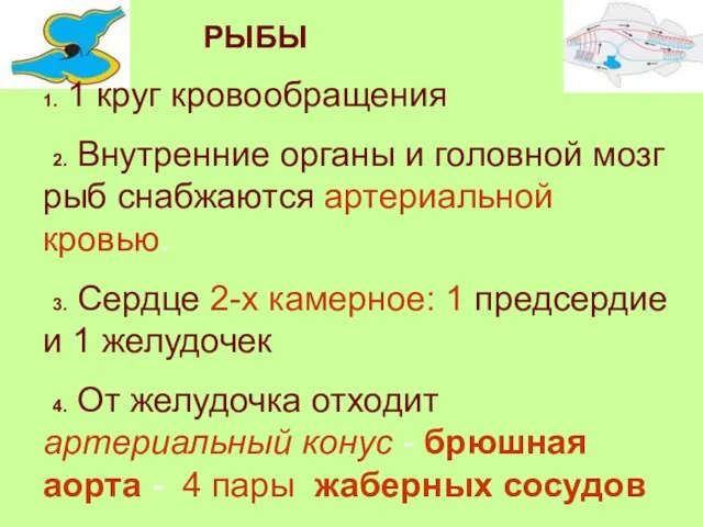 РЫБЫ 1. 1 круг кровообращения 2. Внутренние органы и головной