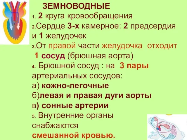 ЗЕМНОВОДНЫЕ 1. 2 круга кровообращения 2.Сердце 3-х камерное: 2 предсердия