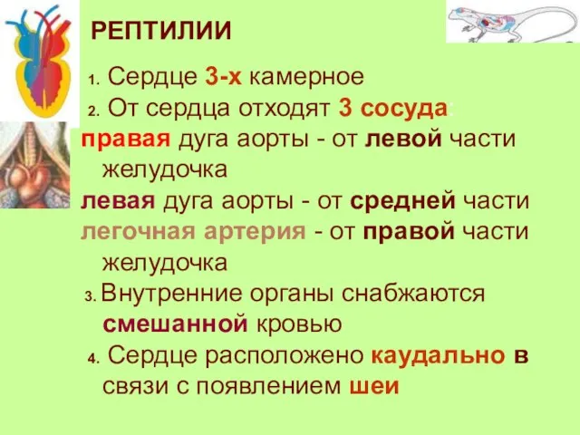 РЕПТИЛИИ 1. Сердце 3-х камерное 2. От сердца отходят 3