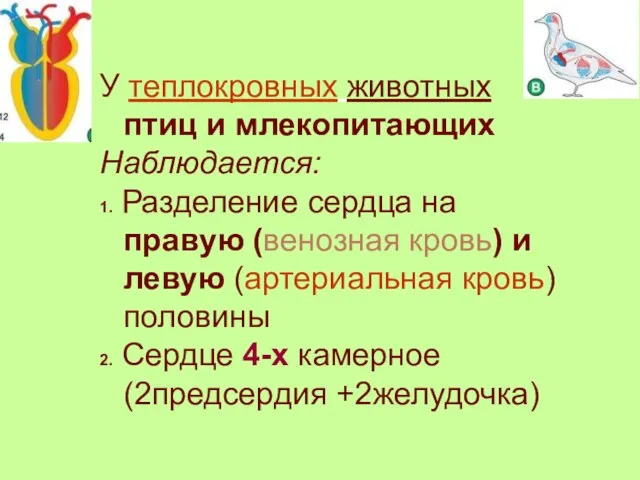 У теплокровных животных птиц и млекопитающих Наблюдается: 1. Разделение сердца