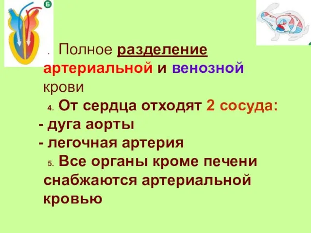 3. Полное разделение артериальной и венозной крови 4. От сердца