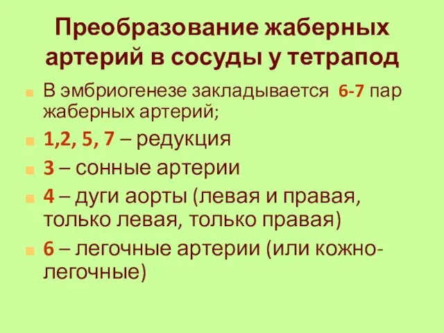 Преобразование жаберных артерий в сосуды у тетрапод В эмбриогенезе закладывается