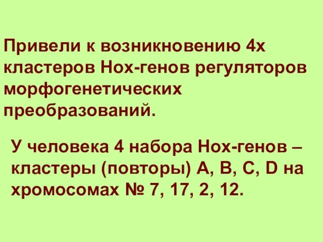 У человека 4 набора Нох-генов – кластеры (повторы) A, B,