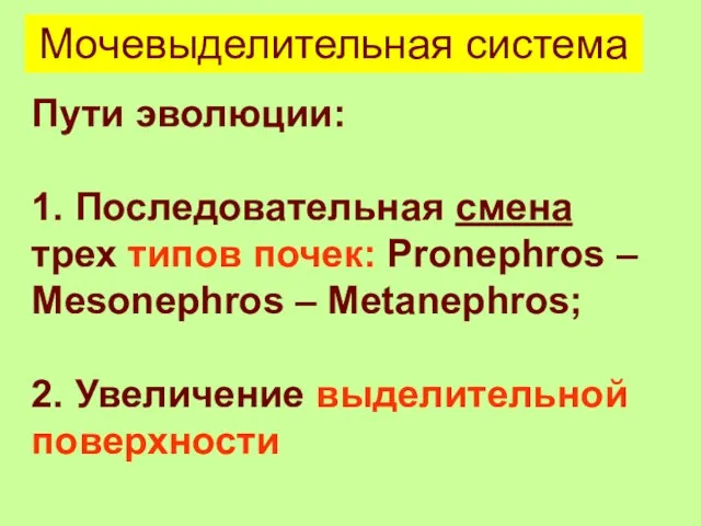 Мочевыделительная система Пути эволюции: 1. Последовательная смена трех типов почек: