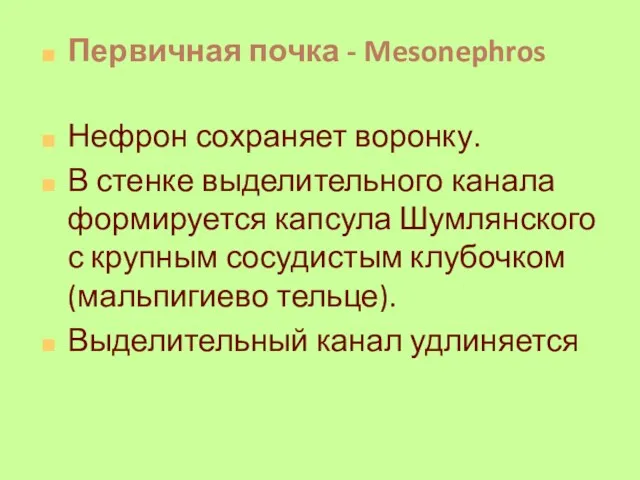 Первичная почка - Mesonephros Нефрон сохраняет воронку. В стенке выделительного