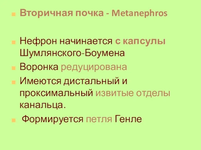 Вторичная почка - Metanephros Нефрон начинается с капсулы Шумлянского-Боумена Воронка