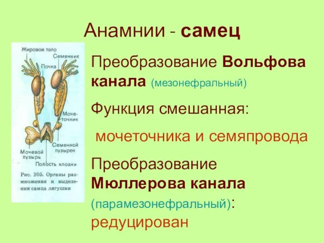 Анамнии - самец Преобразование Вольфова канала (мезонефральный) Функция смешанная: мочеточника