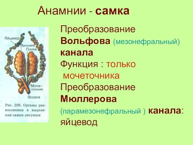 Анамнии - самка Преобразование Вольфова (мезонефральный) канала Функция : только