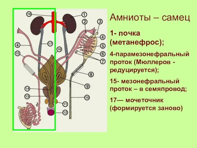 Амниоты – самец 1- почка (метанефрос); 4-парамезонефральный проток (Мюллеров -