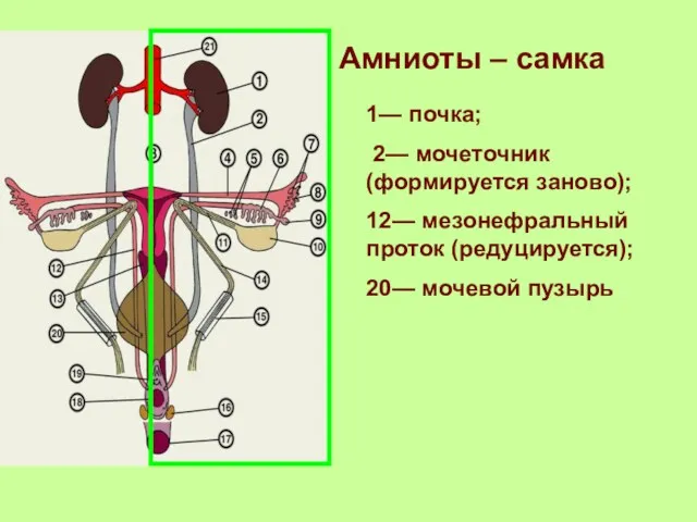 Амниоты – самка 1— почка; 2— мочеточник (формируется заново); 12— мезонефральный проток (редуцируется); 20— мочевой пузырь