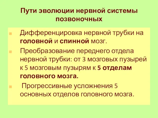 Пути эволюции нервной системы позвоночных Дифференцировка нервной трубки на головной