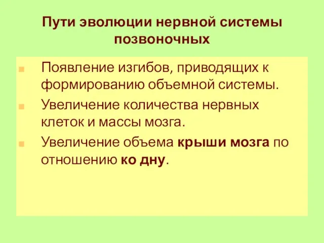 Пути эволюции нервной системы позвоночных Появление изгибов, приводящих к формированию