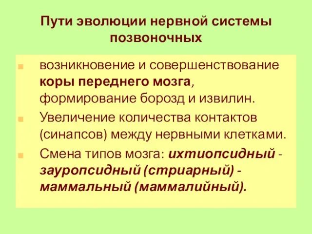 Пути эволюции нервной системы позвоночных возникновение и совершенствование коры переднего