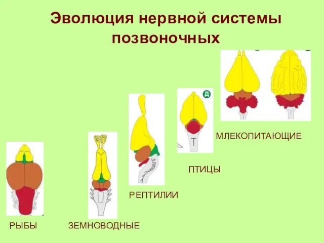 РЫБЫ ЗЕМНОВОДНЫЕ РЕПТИЛИИ ПТИЦЫ МЛЕКОПИТАЮЩИЕ Эволюция нервной системы позвоночных