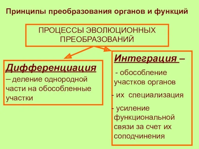 Принципы преобразования органов и функций ПРОЦЕССЫ ЭВОЛЮЦИОННЫХ ПРЕОБРАЗОВАНИЙ Дифференциация –