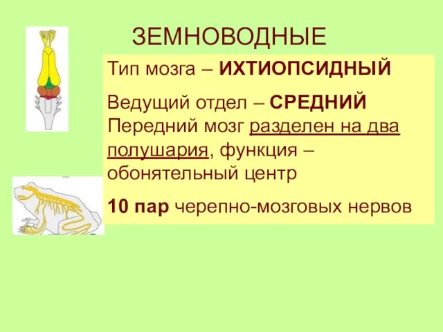 ЗЕМНОВОДНЫЕ Тип мозга – ИХТИОПСИДНЫЙ Ведущий отдел – СРЕДНИЙ Передний