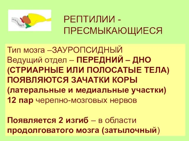 РЕПТИЛИИ - ПРЕСМЫКАЮЩИЕСЯ Тип мозга –ЗАУРОПСИДНЫЙ Ведущий отдел – ПЕРЕДНИЙ