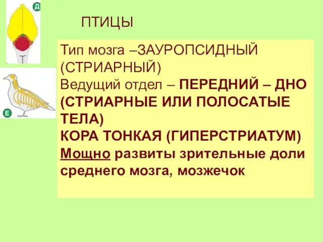 Тип мозга –ЗАУРОПСИДНЫЙ (СТРИАРНЫЙ) Ведущий отдел – ПЕРЕДНИЙ – ДНО