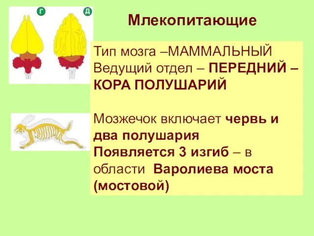 Млекопитающие Тип мозга –МАММАЛЬНЫЙ Ведущий отдел – ПЕРЕДНИЙ – КОРА