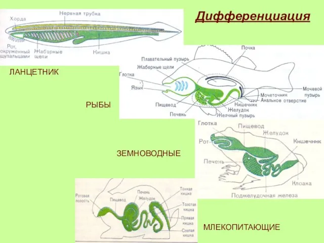 ЛАНЦЕТНИК РЫБЫ ЗЕМНОВОДНЫЕ МЛЕКОПИТАЮЩИЕ Дифференциация