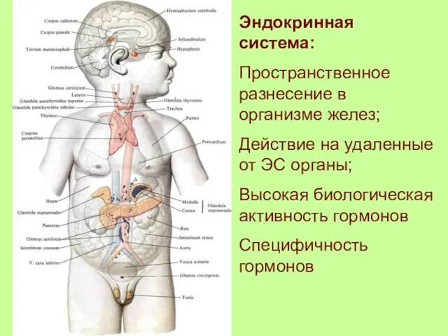 Эндокринная система: Пространственное разнесение в организме желез; Действие на удаленные