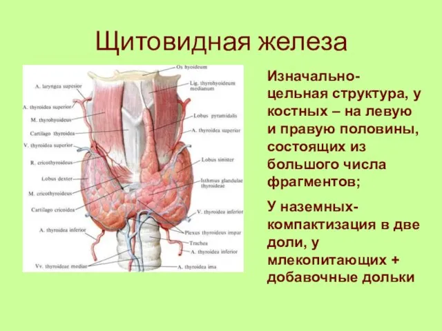 Щитовидная железа Изначально- цельная структура, у костных – на левую