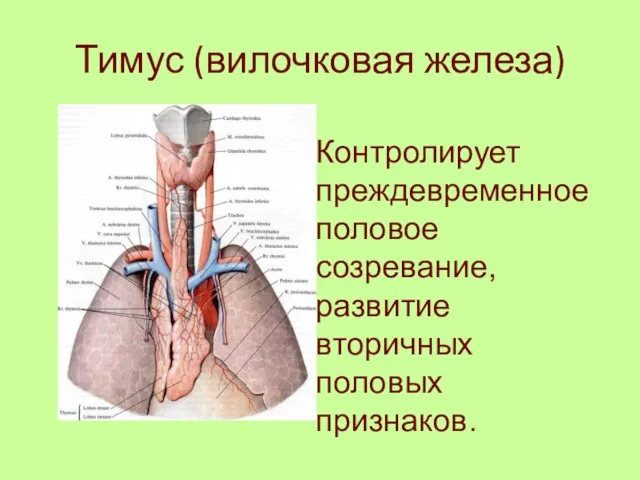 Тимус (вилочковая железа) Контролирует преждевременное половое созревание, развитие вторичных половых признаков.