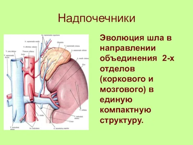 Надпочечники Эволюция шла в направлении объединения 2-х отделов (коркового и мозгового) в единую компактную структуру.