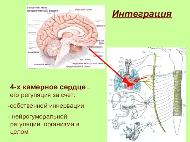 Интеграция 4-х камерное сердце – его регуляция за счет: собственной иннервации нейрогуморальной регуляции организма в целом