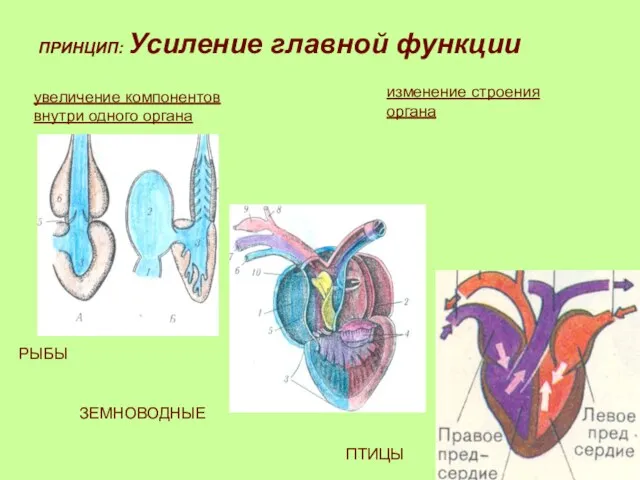 ПРИНЦИП: Усиление главной функции увеличение компонентов внутри одного органа изменение строения органа РЫБЫ ЗЕМНОВОДНЫЕ ПТИЦЫ