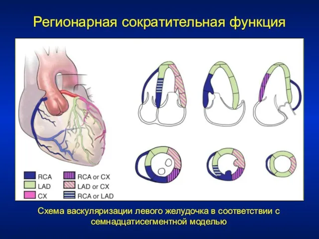 Регионарная сократительная функция Схема васкуляризации левого желудочка в соответствии с семнадцатисегментной моделью