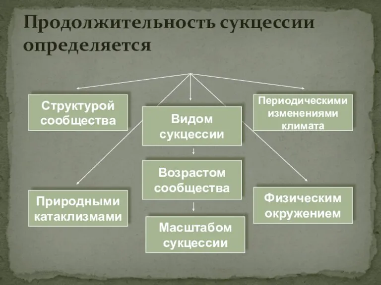 Продолжительность сукцессии определяется Структурой сообщества Видом сукцессии Природными катаклизмами Физическим