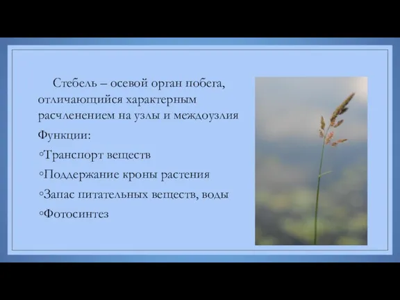 Стебель – осевой орган побега, отличающийся характерным расчленением на узлы