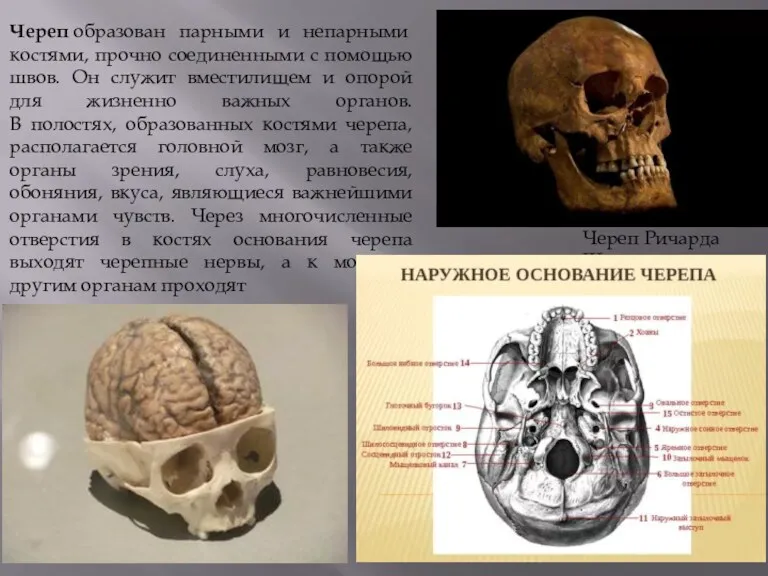 Череп образован парными и непарными костями, прочно соединенными с помощью