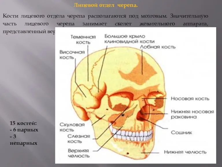 Лицевой отдел черепа. Кости лицевого отдела черепа располагаются под мозговым.