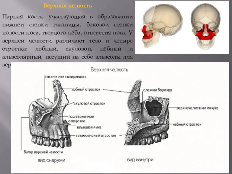Верхняя челюсть Парная кость, участвующая в образовании нижней стенки глазницы,