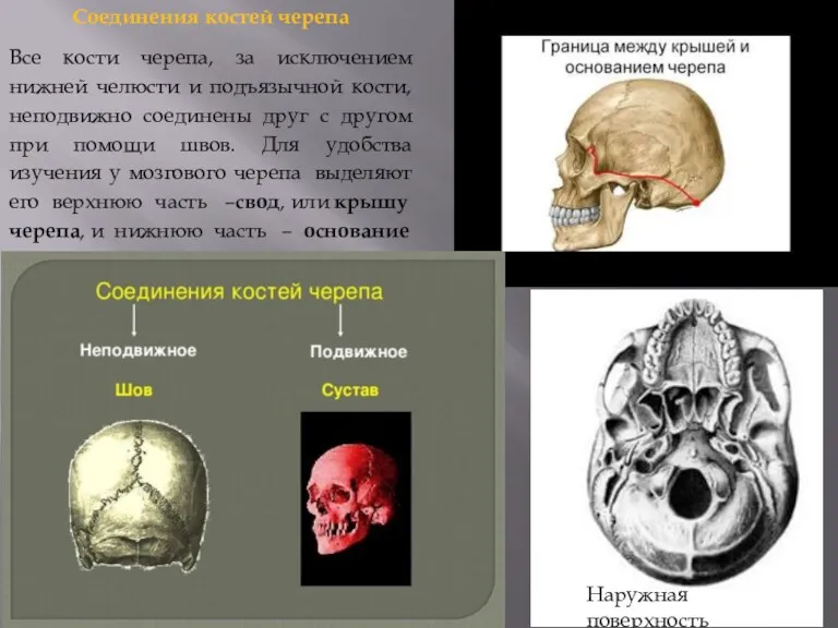 Соединения костей черепа Все кости черепа, за исключением нижней челюсти