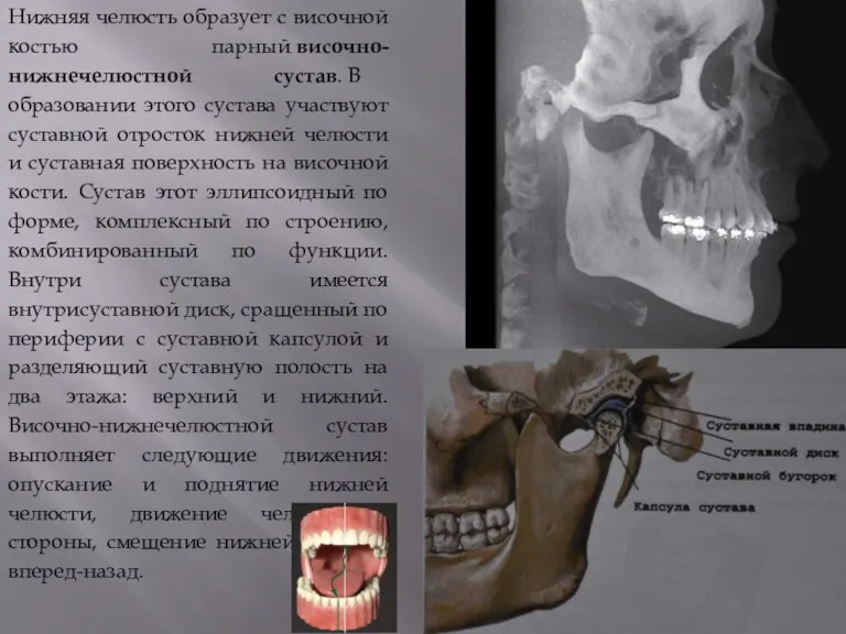 Нижняя челюсть образует с височной костью парный височно-нижнечелюстной сустав. В