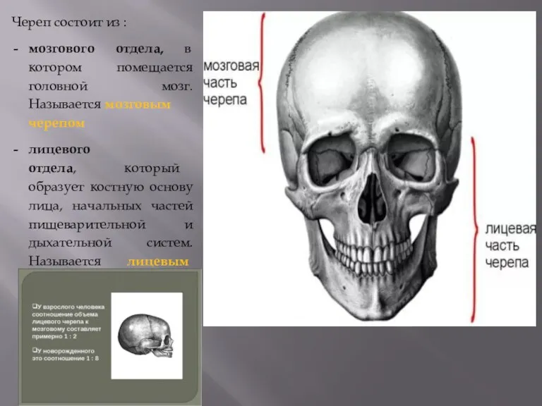 Череп состоит из : мозгового отдела, в котором помещается головной