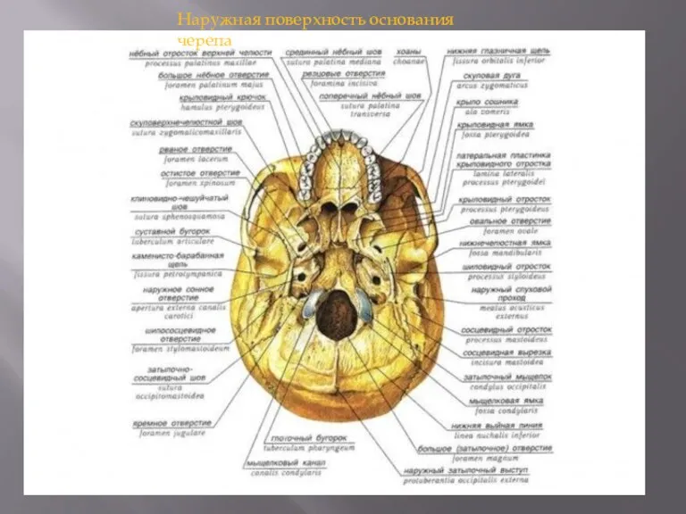 Наружная поверхность основания черепа